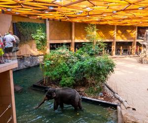 Orientarium ZOO Łódź. Kiedy są kąpiele słoni? Ile kosztują bilety w 2023?