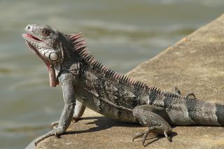 Fortuna za nielegalną iguanę
