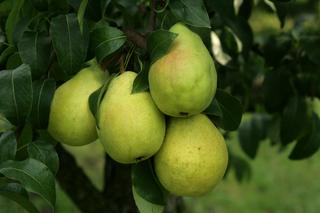 Grusza 'Lipcówka Kolorowa' - Pyrus communis 'Lipcówka Kolorowa'