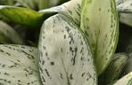 aglaonema “Maria Christina”