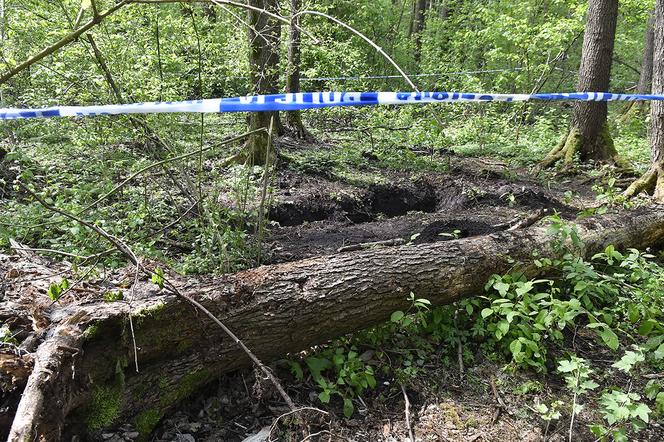 Makabryczne odkrycie obok lasu. Zwłoki kobiety leżały na polnej drodze