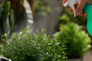 Rozpuść w wodzie i spryskaj ćmę bukszpanową na krzewach. W ten sposób wybijesz szkodniki w 3 dni. Domowy oprysk, który chroni rośliny przed ćmą bukszpanową