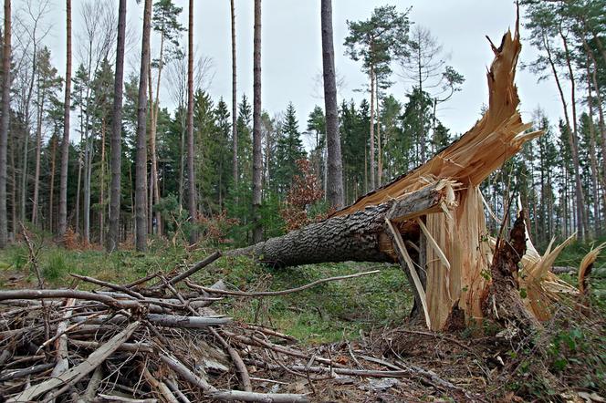 Wichura na Kujawach i Pomorzu