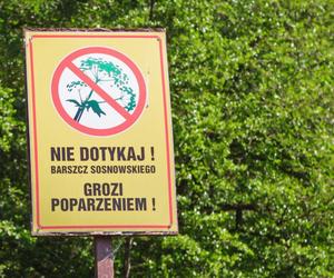 Na te rośliny uważaj podczas spacerów z dzieckiem. Mogą być śmiertelnie niebezpieczne 