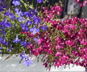 Lobelia przylądkowa