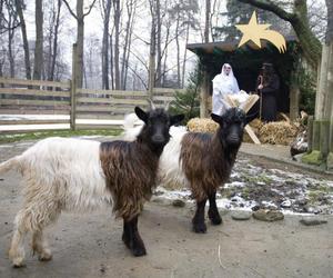 Żywa szopka w ogrodzie zoologicznym w Krakowie. Zaplanowano także wspólne kolędowanie