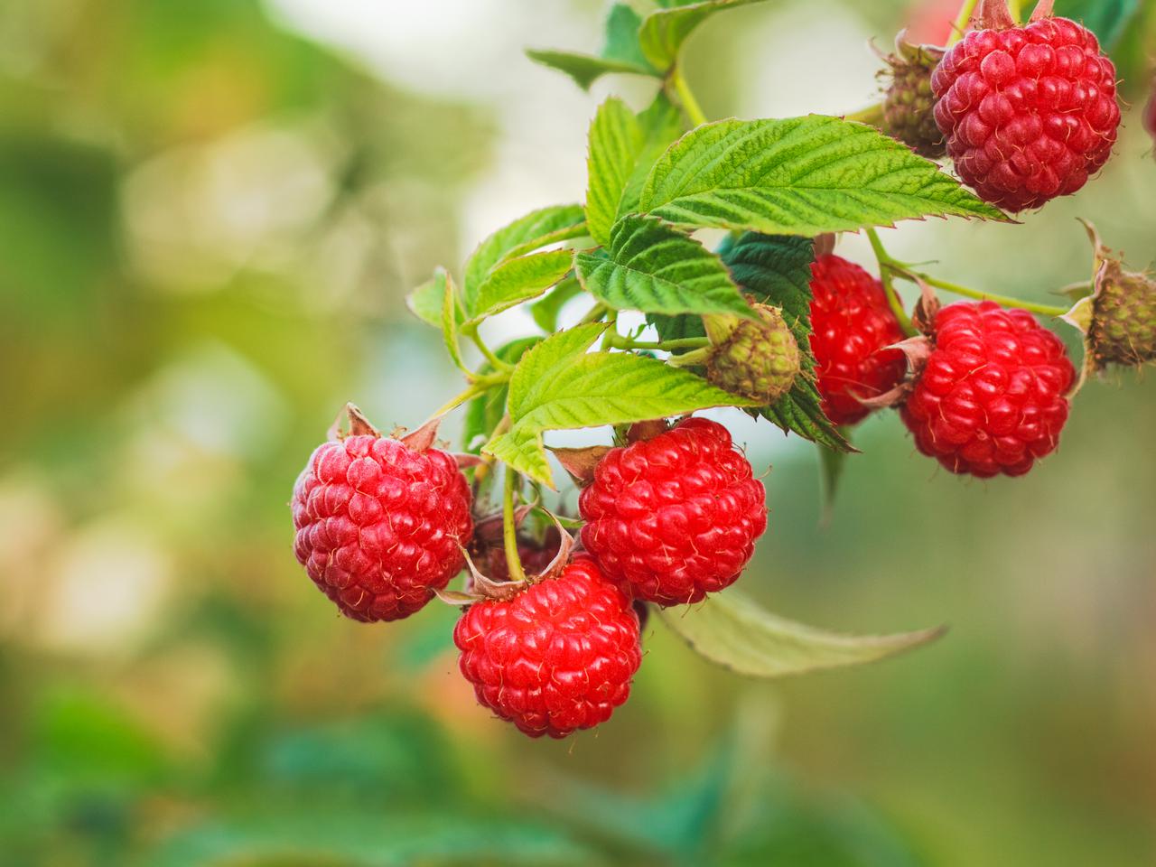 Maliny a karmienie piersią. Czy w czasie karmienia piersią można jeść maliny?
