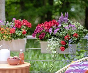 Pelargonie na tarasie