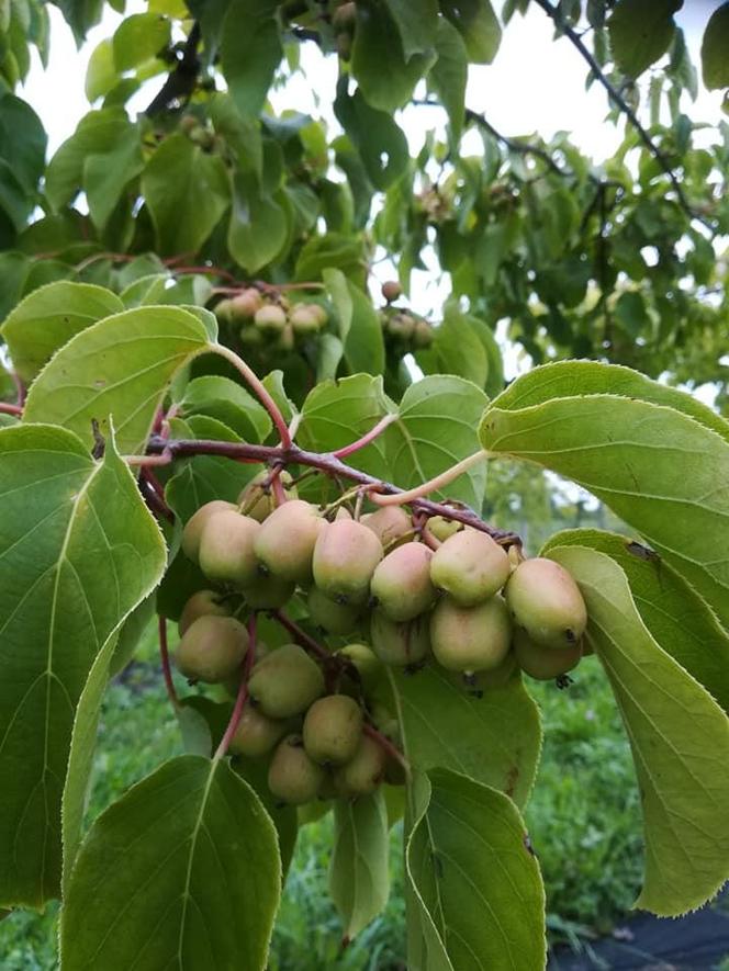 Wyjątkowe owoce rosną pod Bydgoszczą. Wiadomo już, że mini kiwi mają 20 składników odżywczych, a naukowcy nie skończyli liczyć