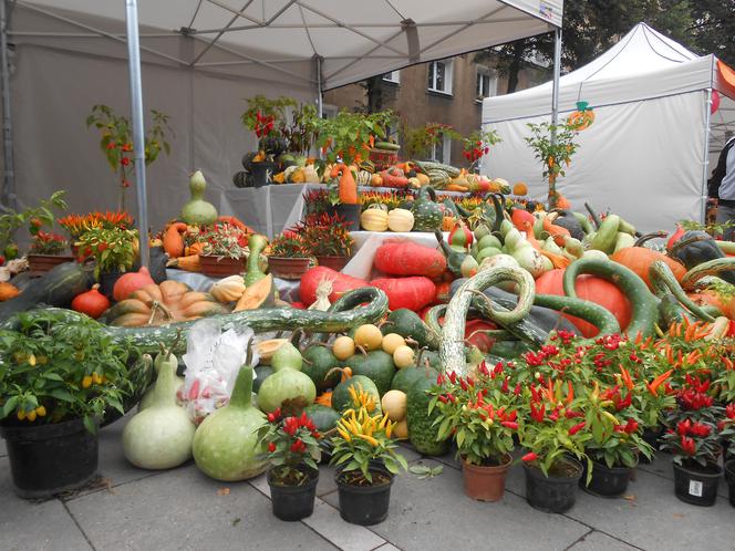 Żółte, pomarańczowe i zielone - za nami V festiwal "Zaklęte w dyni".