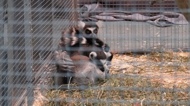 ZOOPARK w Lublinie. „Postawiliśmy na polski las. Chcemy promować nasze zwierzątka”