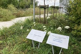 Park i ogrody na dachu w Cogiteonie 