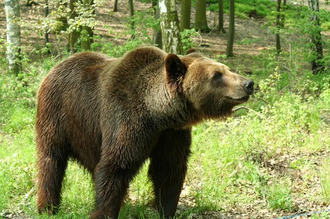Poznańskie Zoo zbiera orzechy dla niedźwiedzi! Misza i Borys czekają na swoje przysmaki