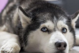 Syberyjski Husky