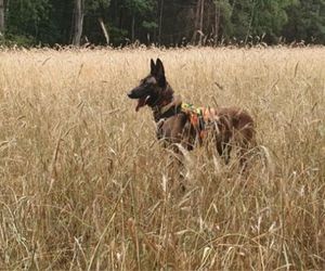 Dafne, bohaterka na czterech łapach. Bolesna diagnoza i trudna walka o zdrowie