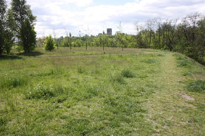 Ruda Śląska ogranicza koszenie traw i zakłada w mieście łąki kwietne. Ma być pięknie i zielono