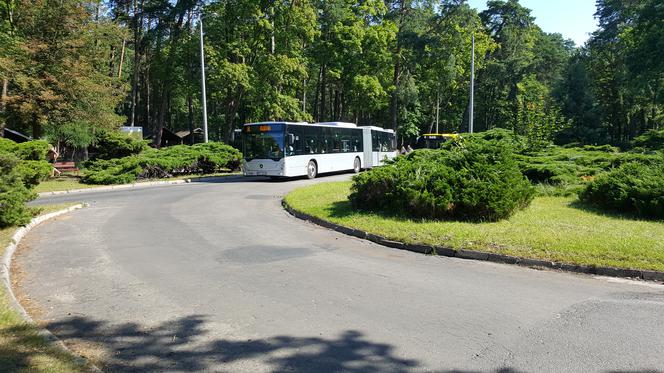 Pierwszy kurs autobusu przegubowego w Grudziądzu