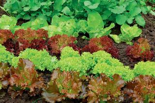 Pielęgnacja i ochrona roślin w ekologicznym warzywniku