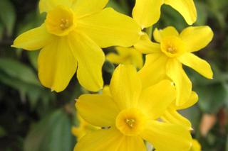 Narcyz żonkil, żonkil (Narcissus jonquilla)