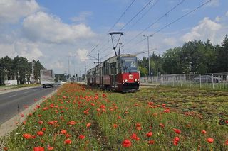 Kwietne łąki w Toruniu. MZK chwali się estetycznymi i ekologicznymi walorami