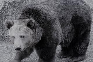 Żałoba w warszawskim ZOO. Odeszła niedźwiedzica Mała. Hasaj za Tęczowym Mostem, Maleństwo