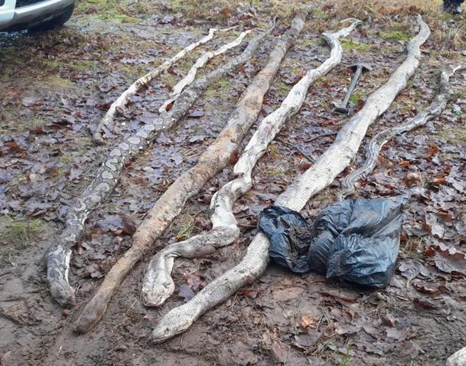 Szokujące odkrycie w Tarnowie Podgórnym! W czarnym worku było osiem węży! Policja szuka zabójcy