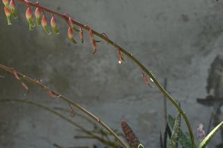 Gasteria