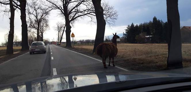 Po Bieruniu biega... lama! Jest zupełnie sama [ZDJĘCIA]