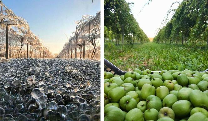 Wyjątkowe owoce rosną pod Bydgoszczą. Wiadomo już, że mini kiwi mają 20 składników odżywczych, a naukowcy nie skończyli liczyć