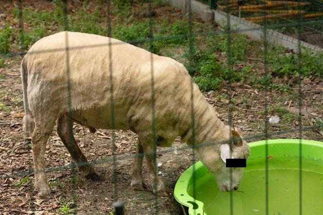 Przemyśl. Owca kradnie jedzenie z karmnika dla ptaków