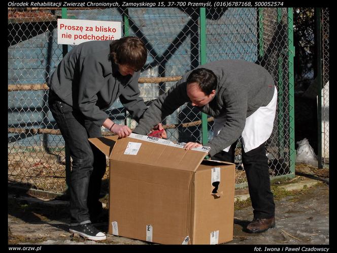 Uratowali zatrutego orła