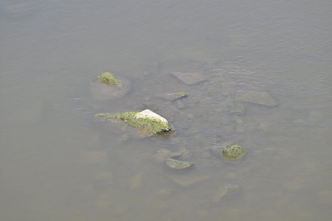 Niski stan wody w Wiśle