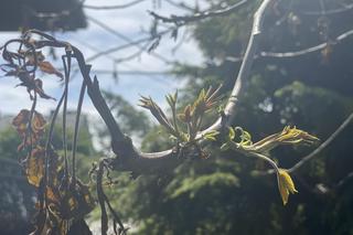 Przemarznięte orzechy włoskie wypuszczają już liście - zdjecia maj 2024