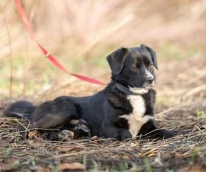 Ostrów. Nie ma już miejsca w schronisku. Apel o adopcje zwierzaków