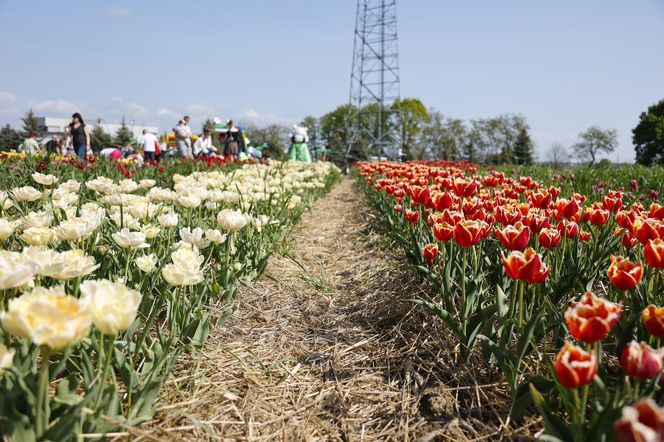 Świto Tulipanów 2025