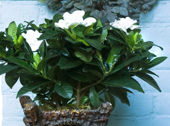gardenia