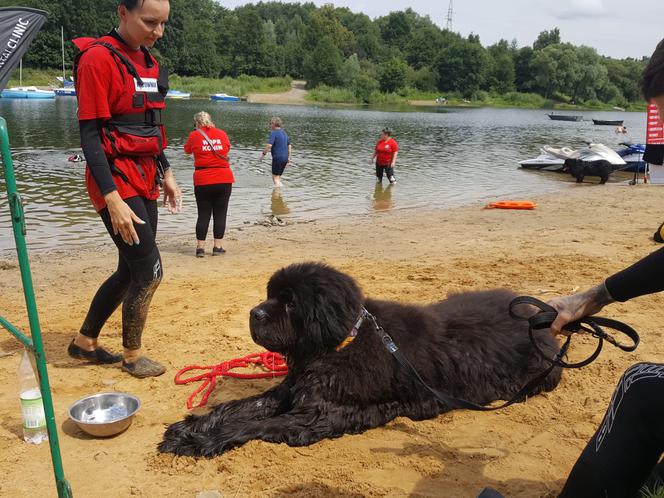 I Festiwal Psów Ratowniczych na plaży miejskiej w Żywcu