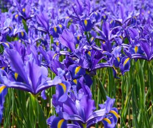 Kosaciec holenderski (Irys holenderski) - Iris x hollandica