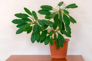 Wilczomlecz białounerwiony - Euphorbia leuconeura