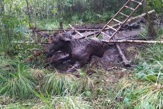 Los po uszy w bagnie