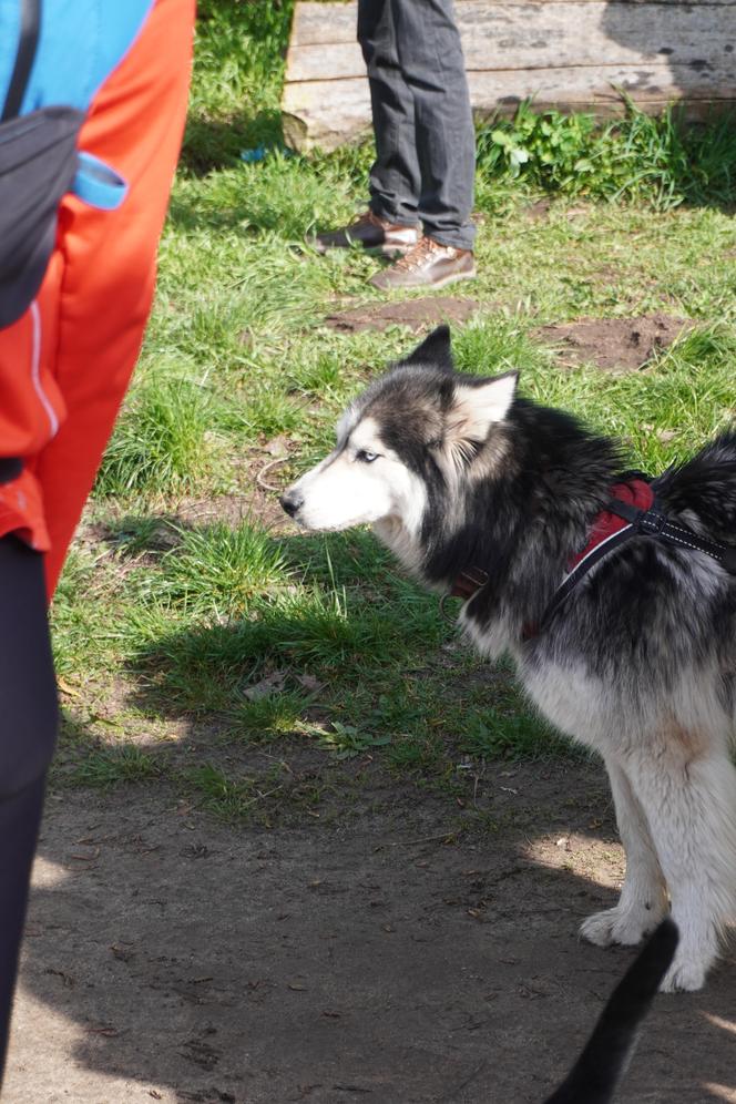 Dogtrekking w Poznaniu