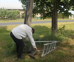 Ratował boćka na słupie, spadł z drabiny