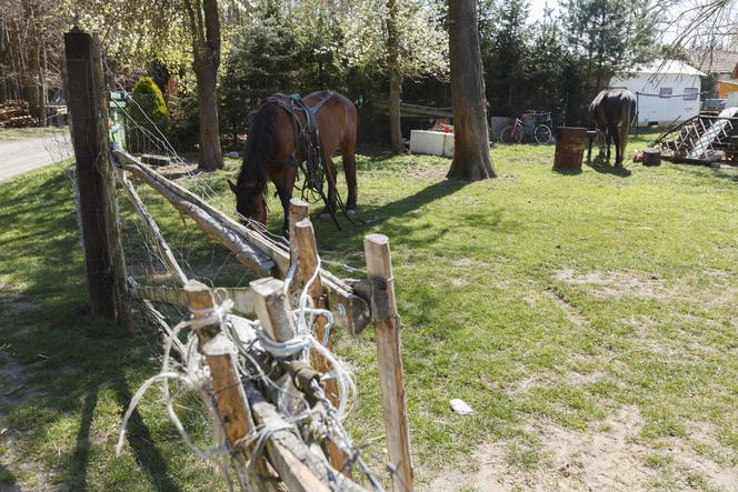 Konie i kozy terroryzują wioskę