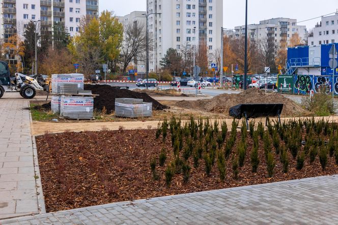 Pierwsze drzewa w parku nad obwodnicą na Ursynowie