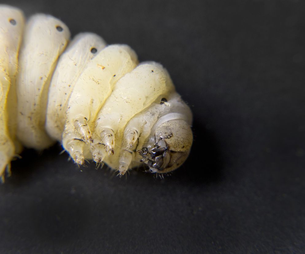 Tabletki z tasiemcem na odchudzanie. Gdzie kupić i ile kosztują tabletki z tasiemcem