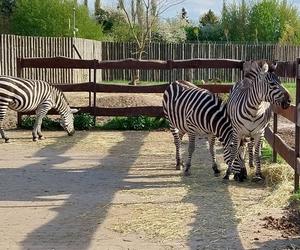 Zebry w zamojskim Zoo