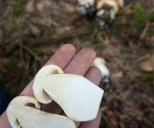 Wysyp grzybów w woj. świętokrzyskim. „Rosną jak na drożdżach”