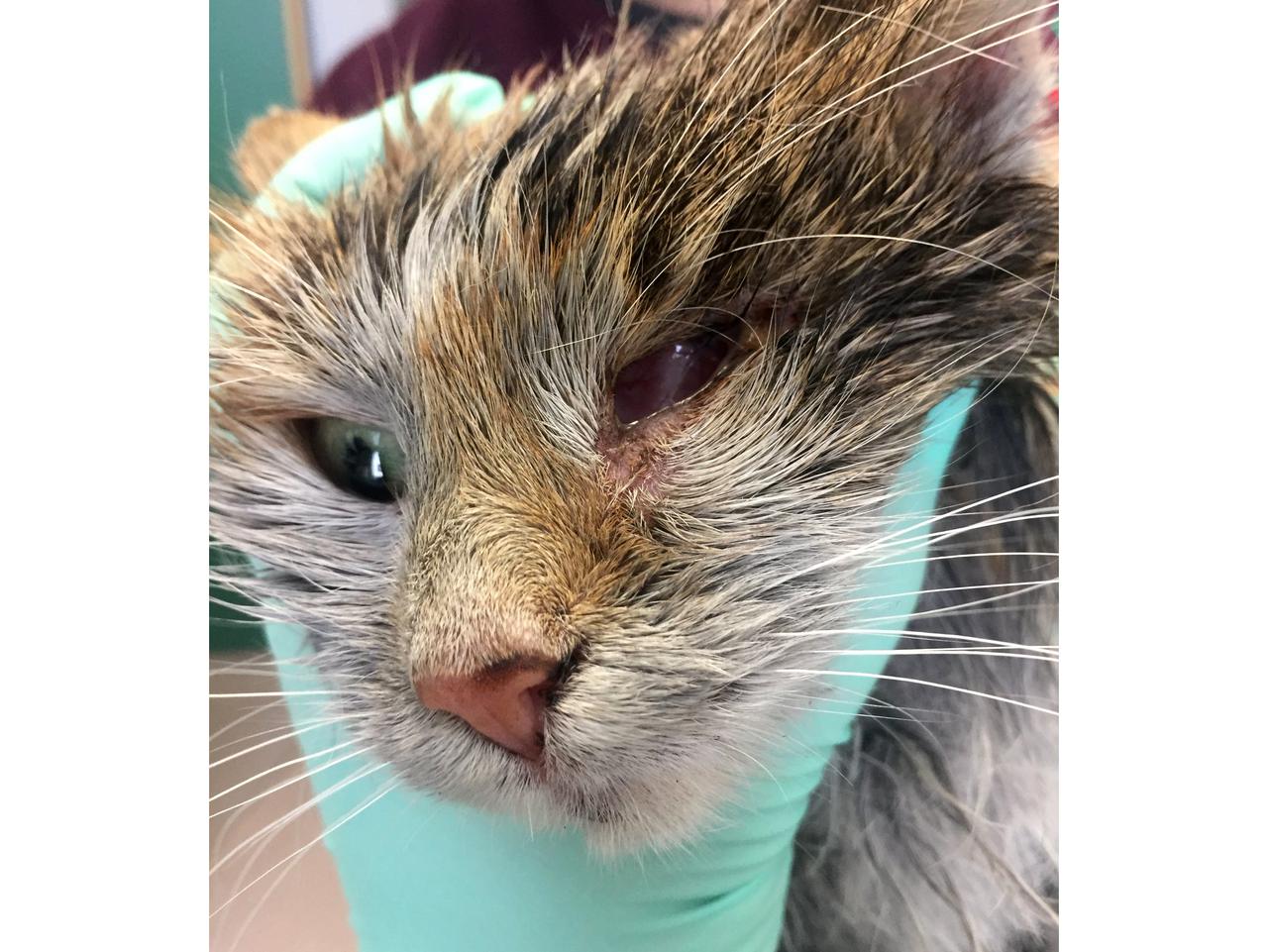 BANDYCI CHCIELI SPALIĆ KOTA.