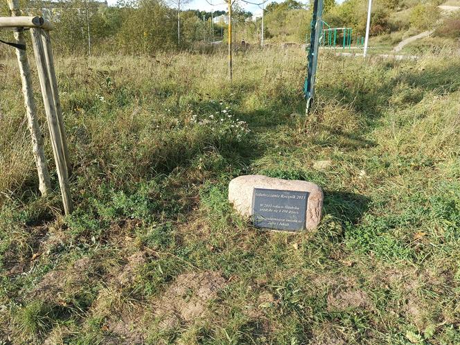 Gaj Matek i Ojców w Gdańsku zaniedbany. Miał być symboliczny park, są uschnięte drzewa i wysoka trawa