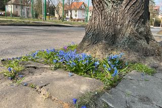 Szczecińskie Pogodno